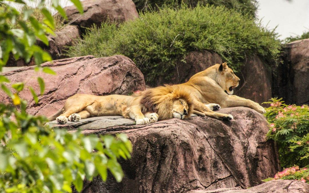 Zoo Heidelberg