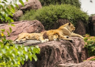 ZOO Heidelberg