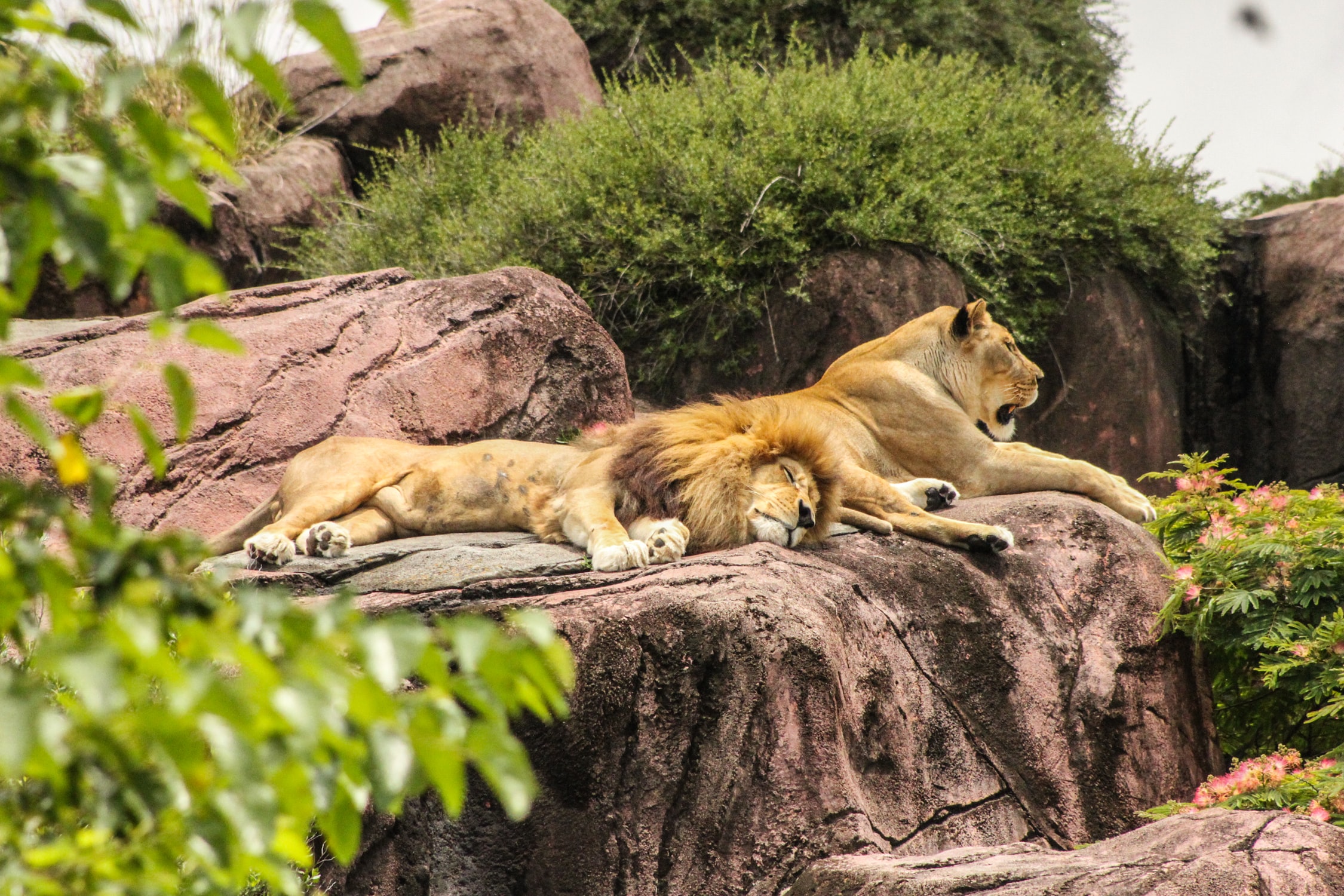zoo heidelberg отзывы